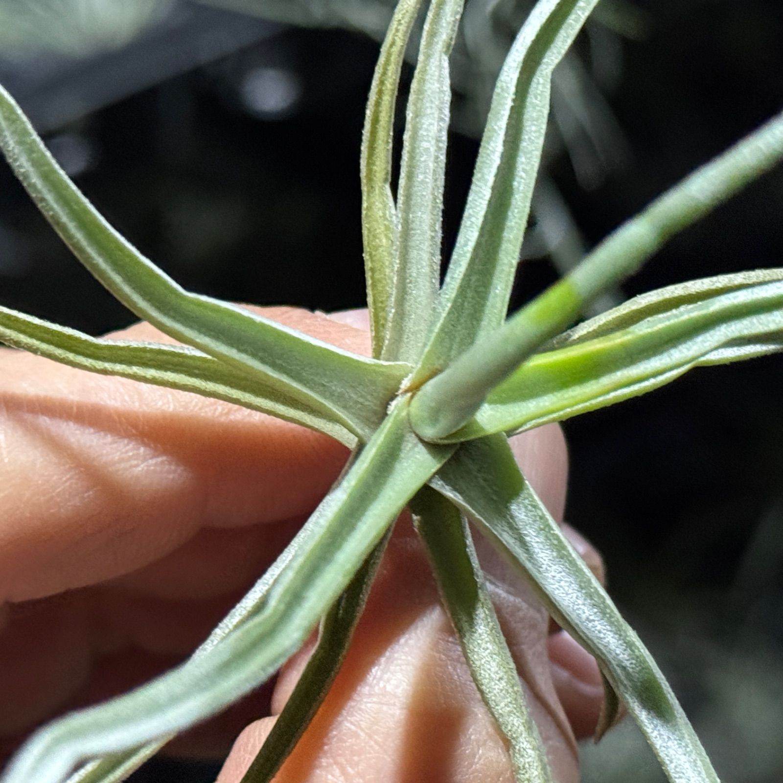 芳香花品種＊ チランジア ライヘンバッキー Tillandsia reichenbachii