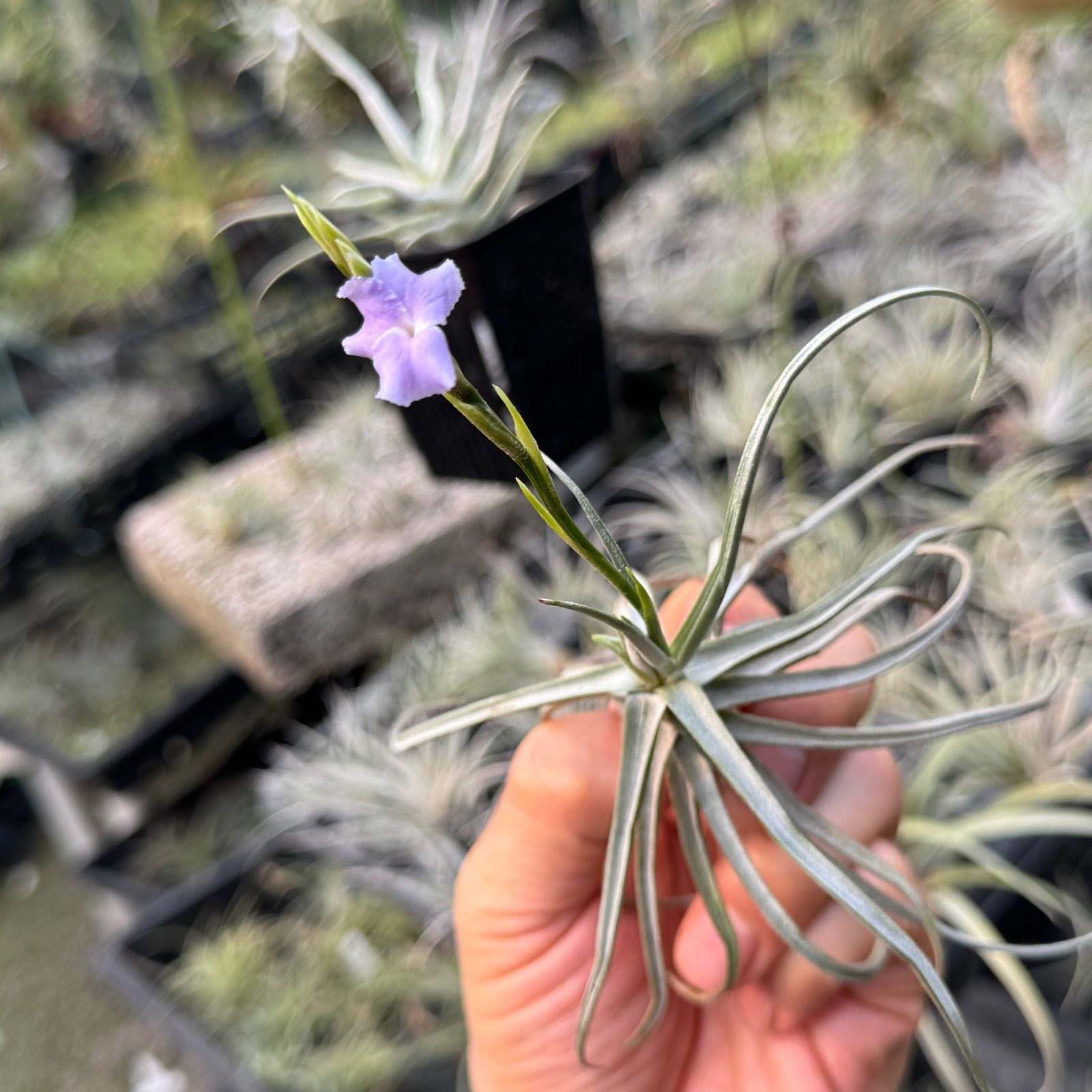 芳香花品種＊ チランジア ライヘンバッキー Tillandsia reichenbachii
