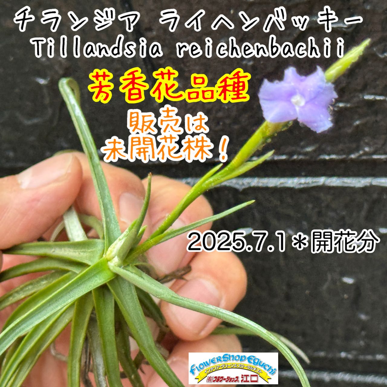 T. reichenbachii White Flower T'S株 芳香花品種＊ チランジア ライヘンバッキー Tillandsia reichenbachii