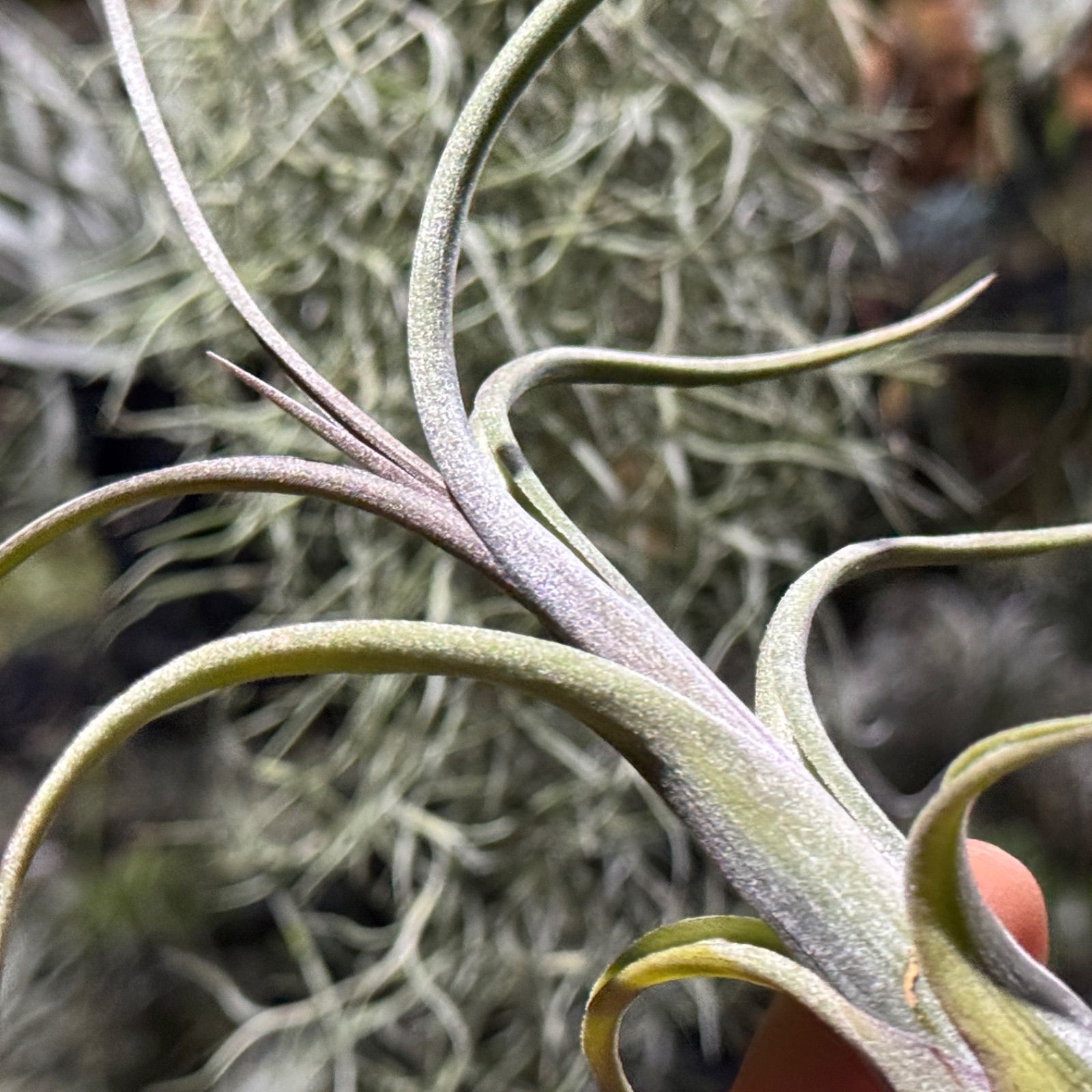 現品＊ 肉厚＊ ヴィヴィパラ種＊ くりんくりんカーリースリムの親