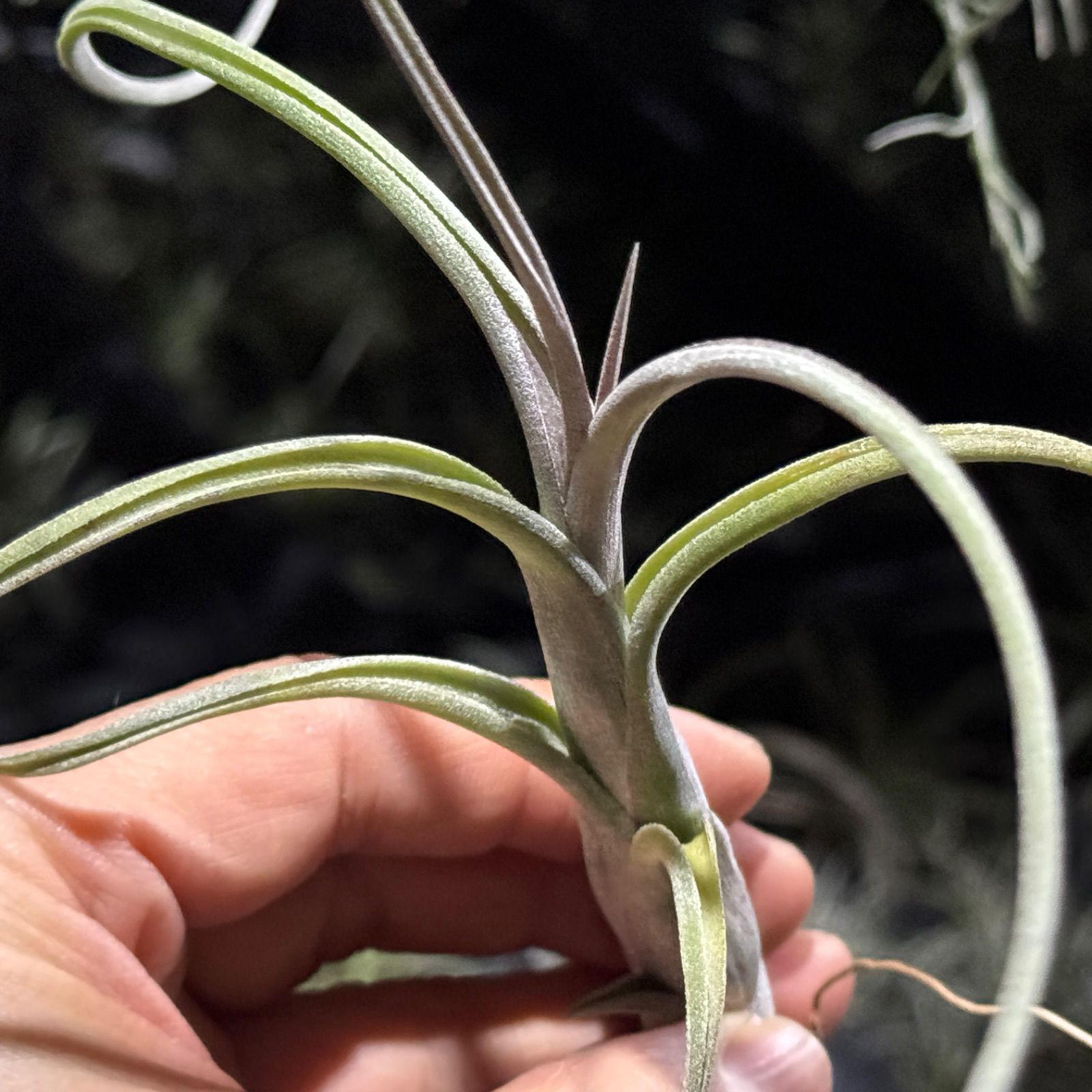 現品＊ 肉厚＊ ヴィヴィパラ種＊ くりんくりんカーリースリムの親