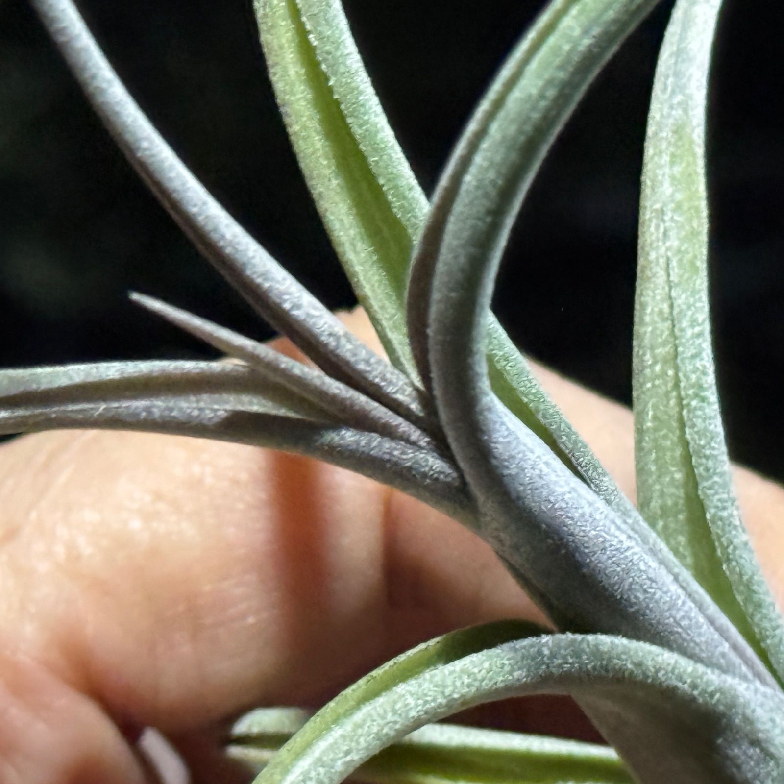 現品＊ 肉厚＊ ヴィヴィパラ種＊ くりんくりんカーリースリムの親