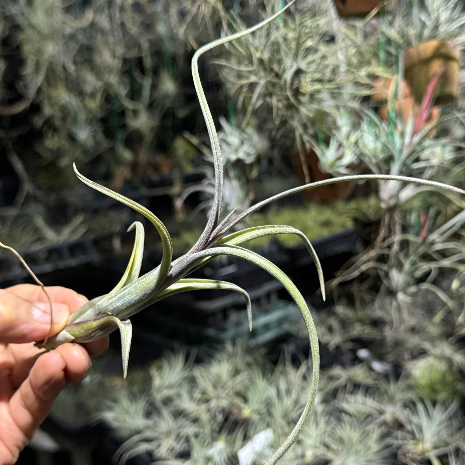 現品＊ 肉厚＊ ヴィヴィパラ種＊ くりんくりんカーリースリムの親