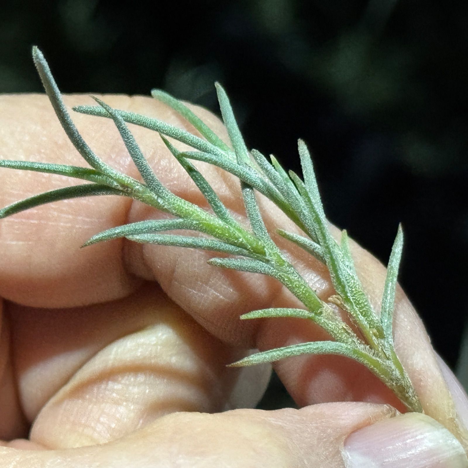 現品＊ 芳香黄色花品種＊ チランジア カピラリス Tillandsia
