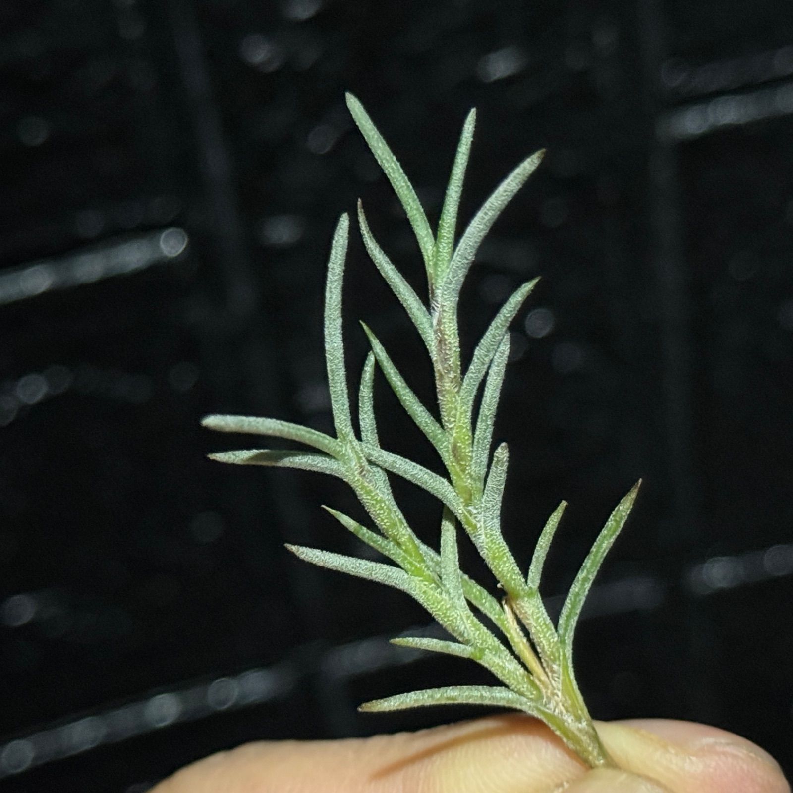 現品＊ 芳香黄色花品種＊ チランジア カピラリス Tillandsia