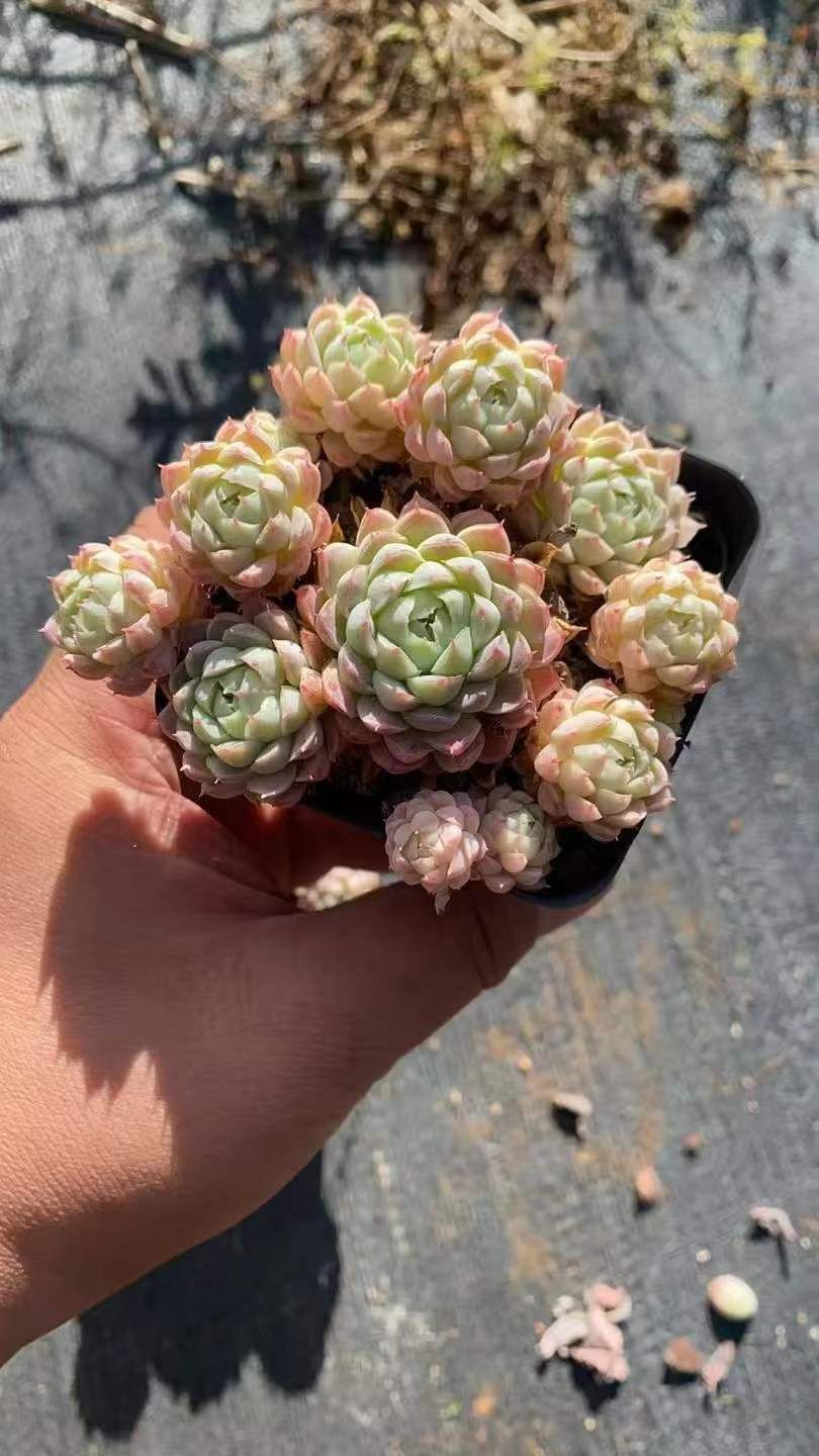 Z59×32株 ヨウシボール 抜き苗 多肉植物 アエオニウム エケベリア