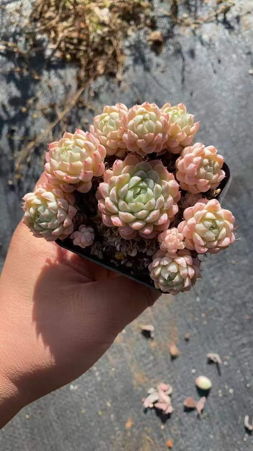 Z59×32株 ヨウシボール 抜き苗 多肉植物 アエオニウム エケベリア