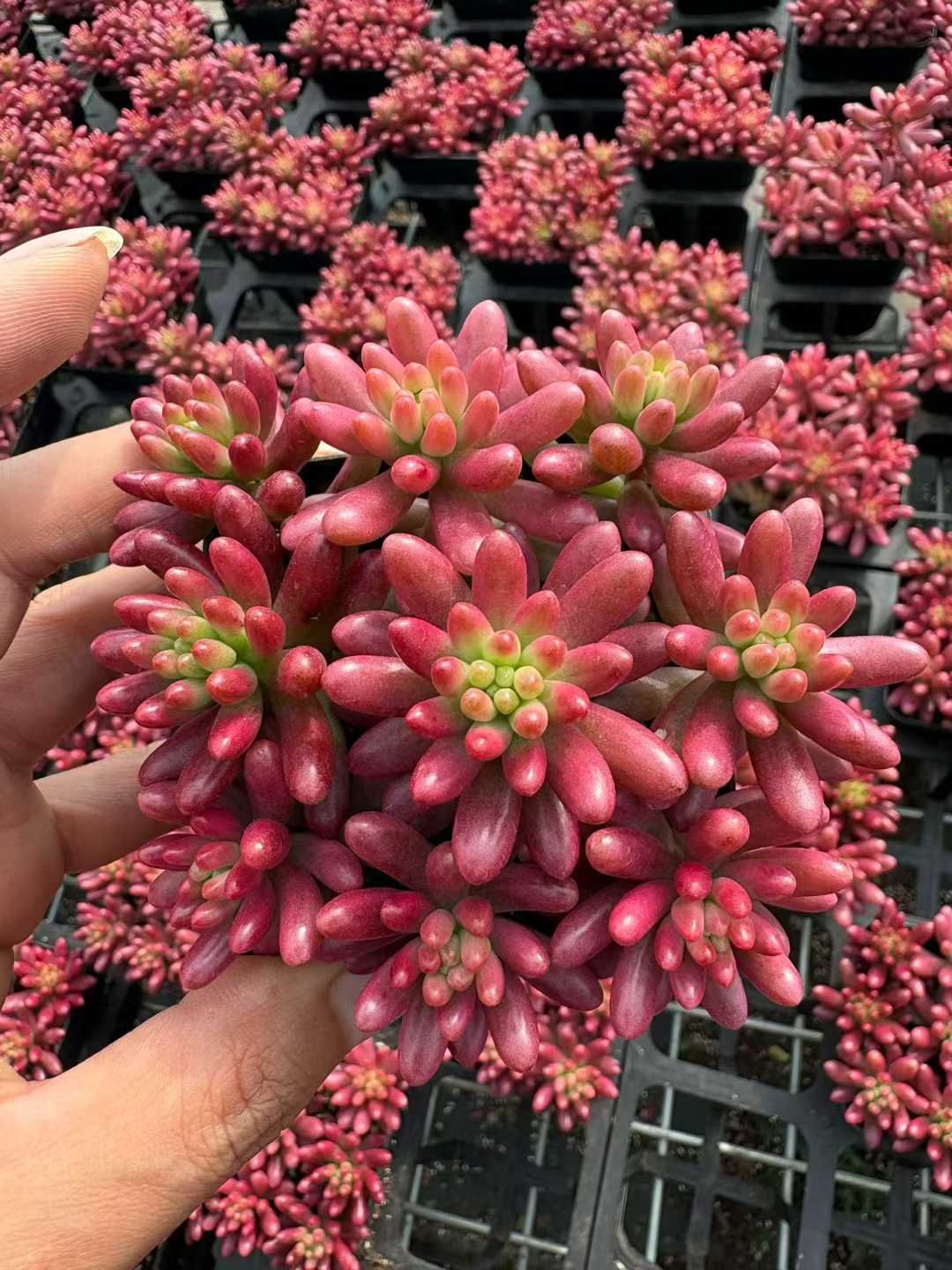 Z60×32鉢 ニジノタマニシキ 土鉢付き 多肉植物 アエオニウム