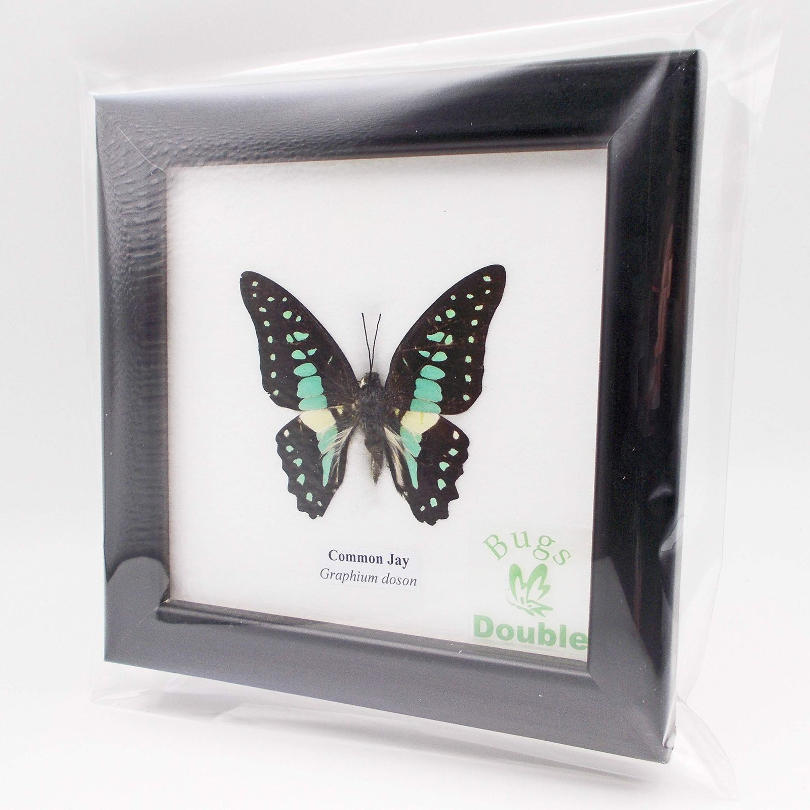 額入り 昆虫標本 蝶 コモン ジェイ ミカドアゲハ Common Jay