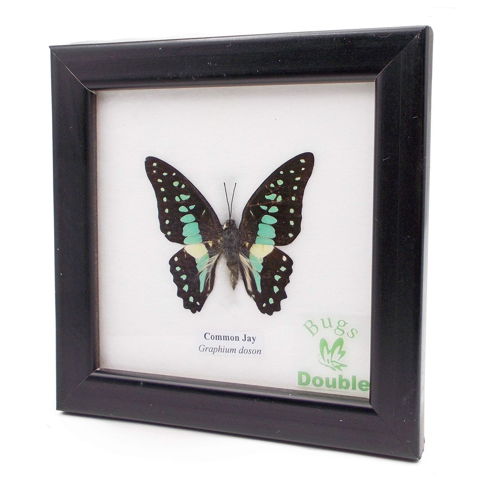 額入り 昆虫標本 蝶 コモン ジェイ ミカドアゲハ Common Jay