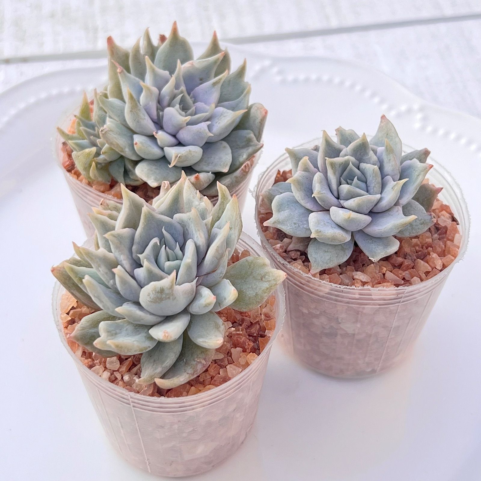 多肉植物 ヴァンパイアアパロサ錦 韓国苗 - メルカリ