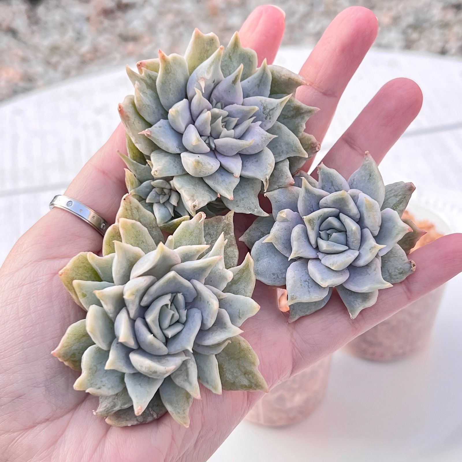 多肉植物 ヴァンパイアアパロサ錦 韓国苗 - メルカリ