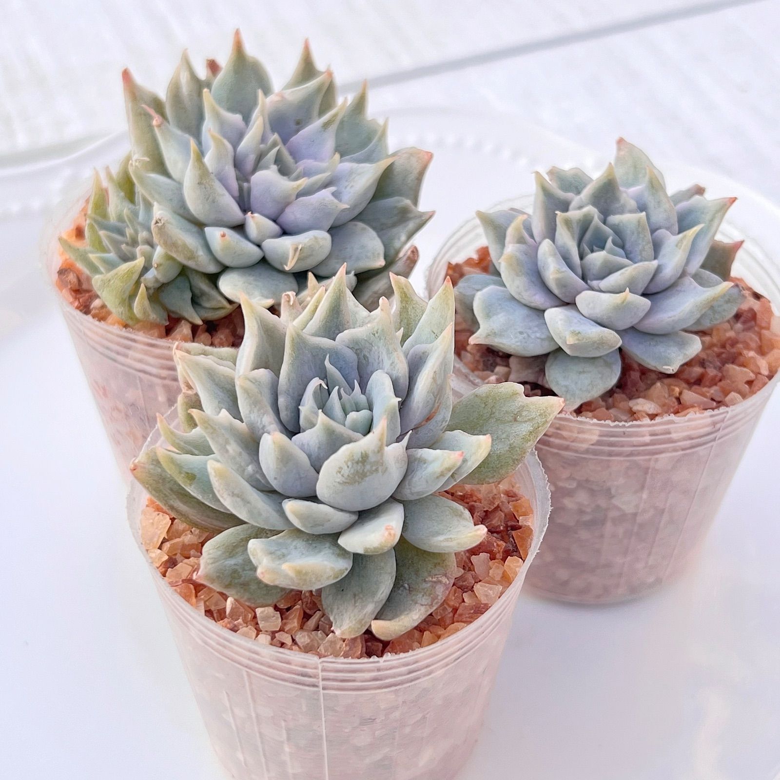 多肉植物 ヴァンパイアアパロサ錦 韓国苗 - メルカリ