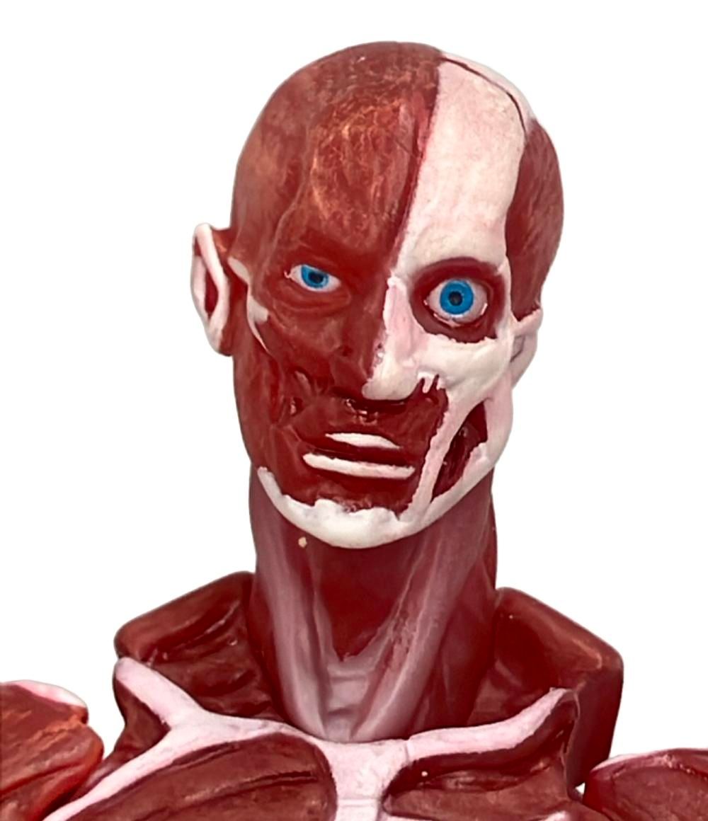 美品 グッドスマイルカンパニー 人体模型 figma SP-142 フィギュア