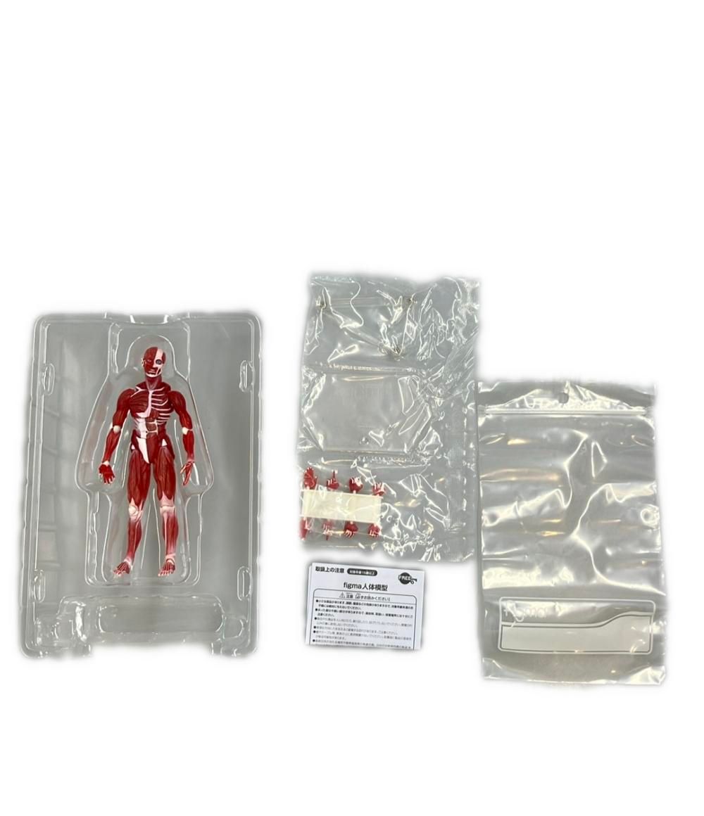 美品 グッドスマイルカンパニー 人体模型 figma SP-142 フィギュア