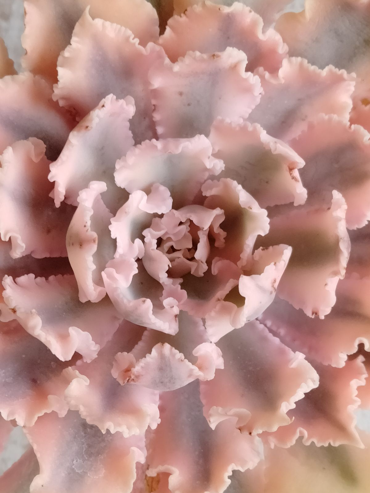 メルカリ便 シャビアナピンクフリル錦 子株4付き - メルカリ