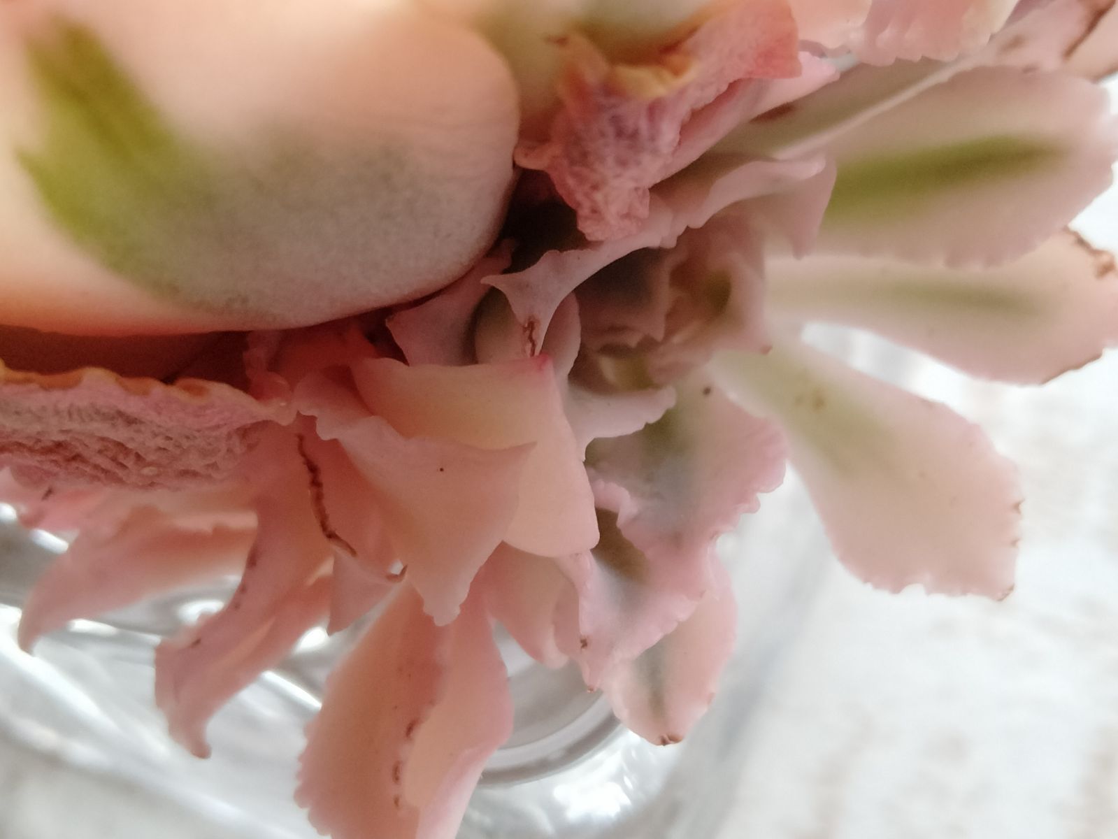 メルカリ便 シャビアナピンクフリル錦 子株4付き - メルカリ