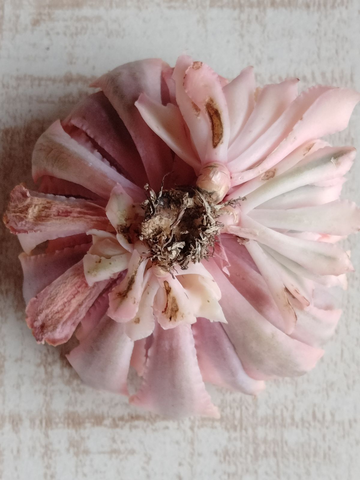 メルカリ便 シャビアナピンクフリル錦 子株4付き - メルカリ