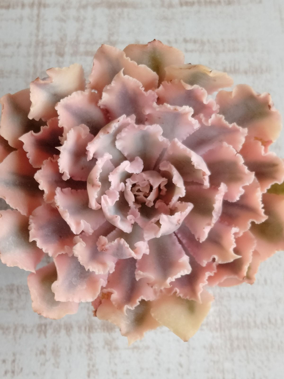 メルカリ便 シャビアナピンクフリル錦 子株4付き - メルカリ