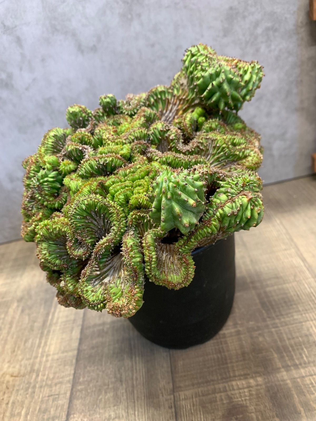 ユーフォルビア ホリダ 綴化 4号鉢 多肉 多肉植物 - メルカリ