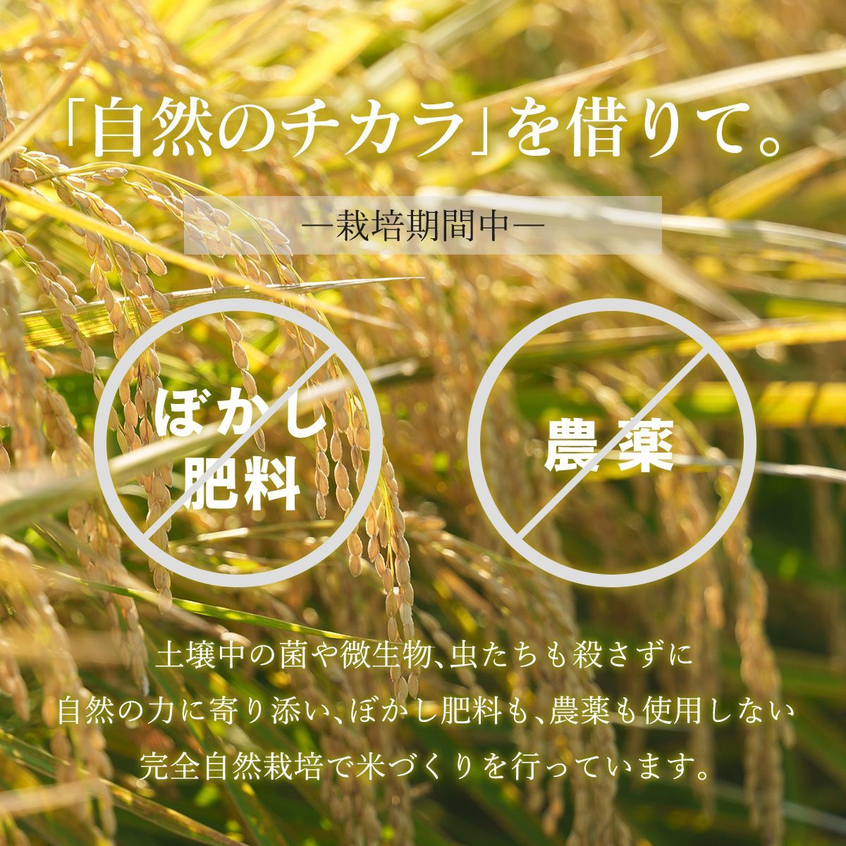 足利産】にじのきらめき米 1kg 令和7年産 農薬・肥料不使用 - メルカリ
