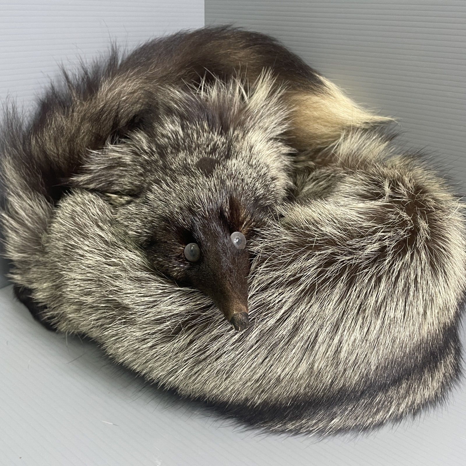 g46 毛皮 マフラー 狸 襟巻 全長約130㎝ ストール ファー タヌキ