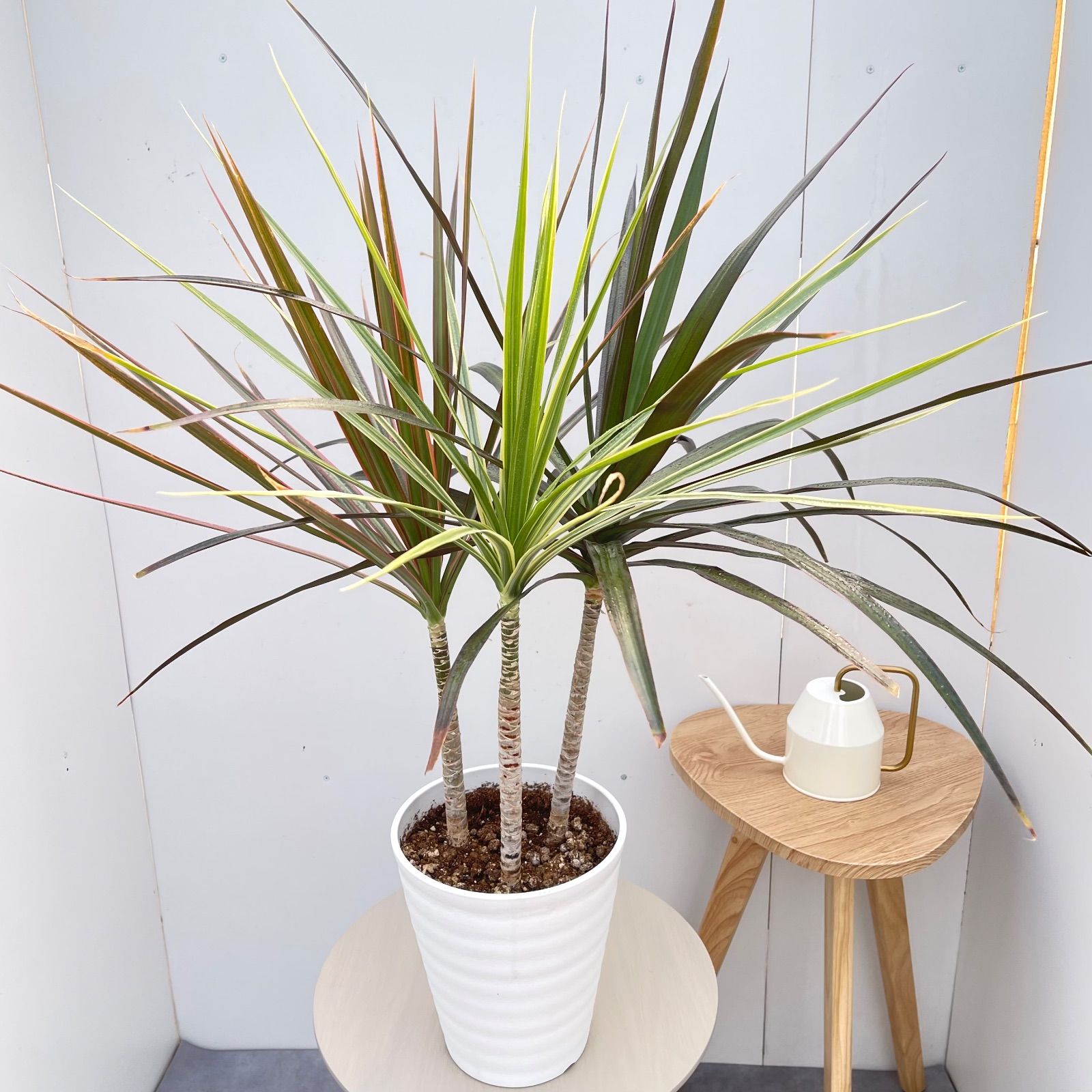 現品 ドラセナ コンシンネ トリカラー 28番 観葉植物 特大 インテリア
