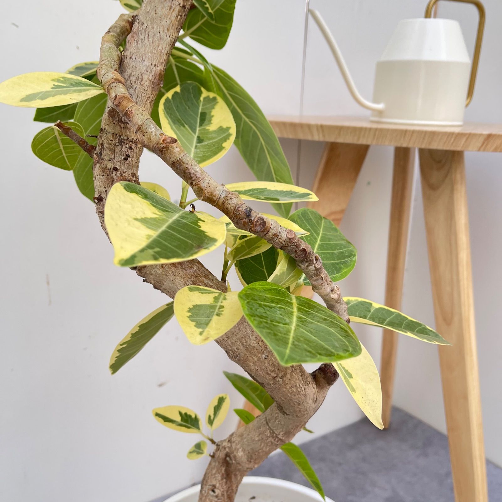 フィカス アルテシマ 曲がり 5【現品】観葉植物 室内 大型 - メルカリ