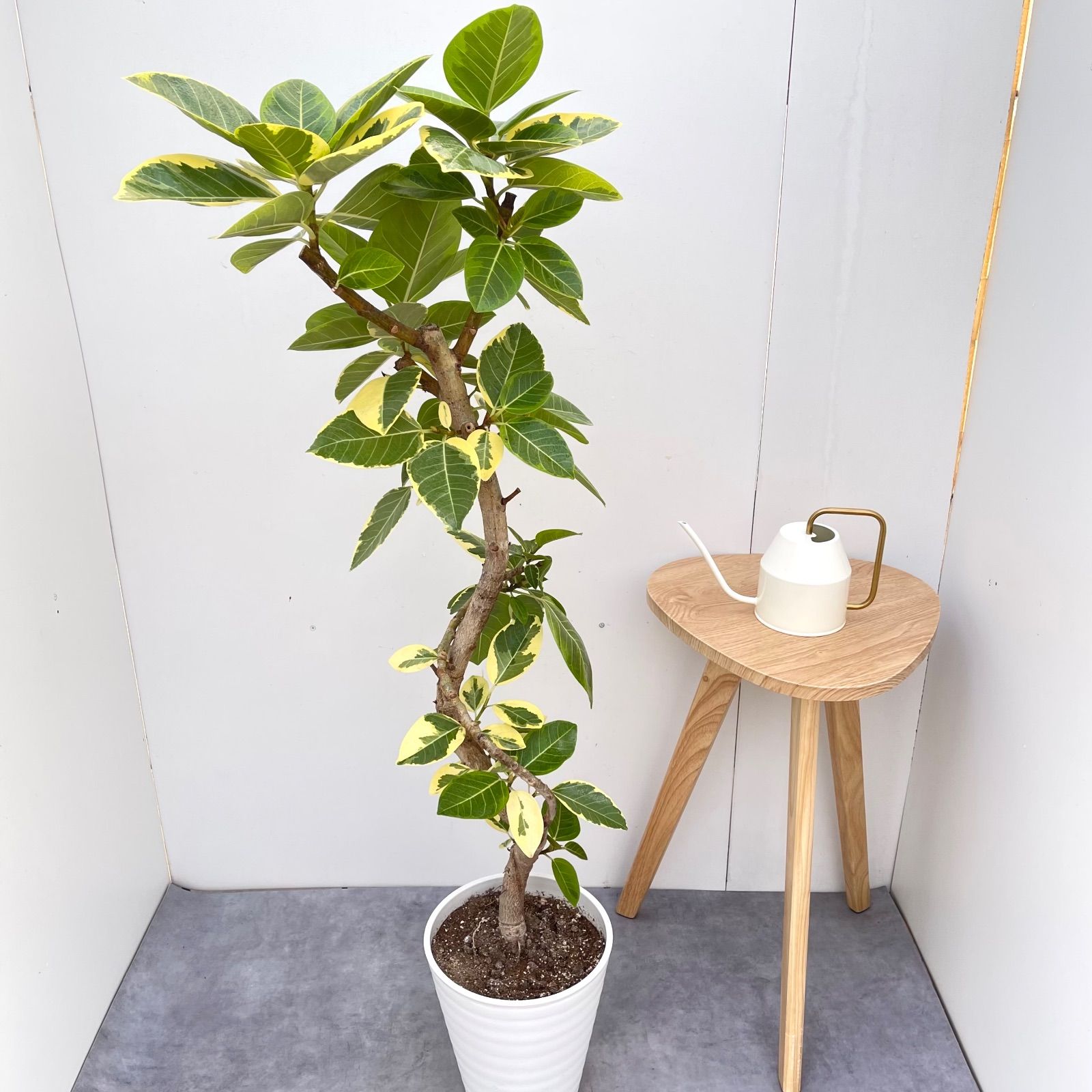 フィカス アルテシマ 曲がり 5【現品】観葉植物 室内 大型 - メルカリ