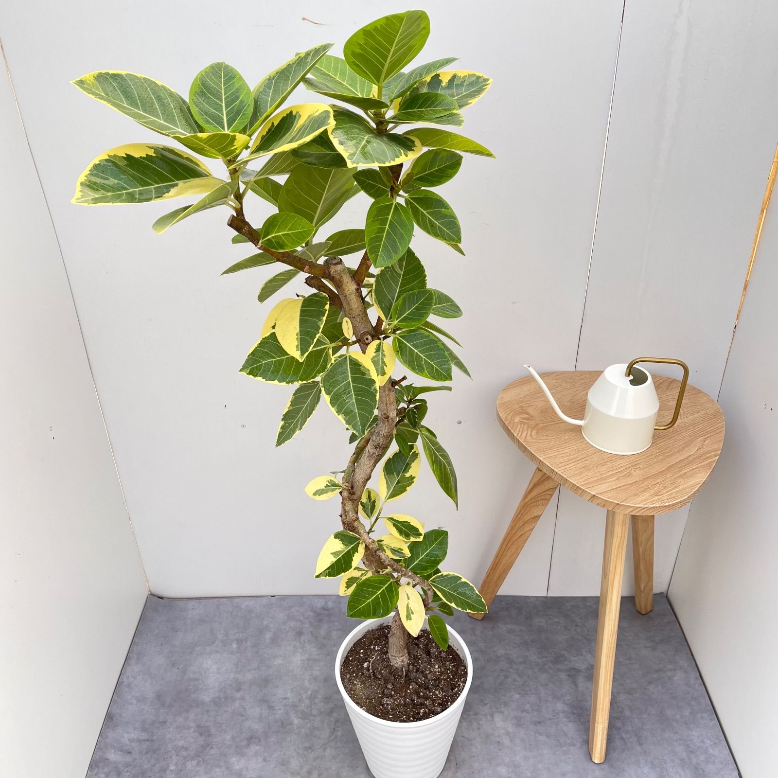 フィカス アルテシマ 曲がり 5【現品】観葉植物 室内 大型 - メルカリ