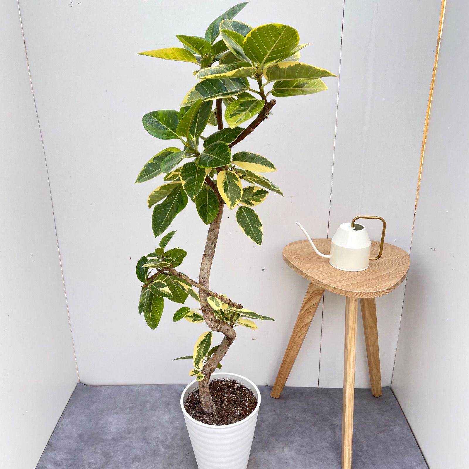 フィカス アルテシマ 曲がり 5【現品】観葉植物 室内 大型 - メルカリ