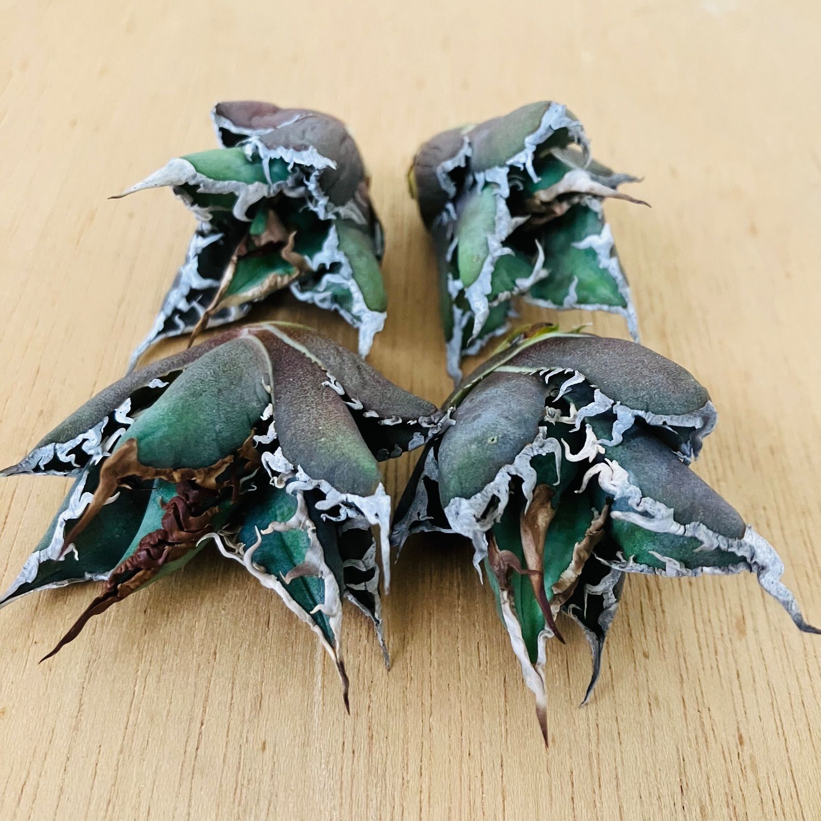 稀少】陽炎凱撒 肉厚短葉紅葉ボールタイプ 極上白強棘 アガベ チタノタ