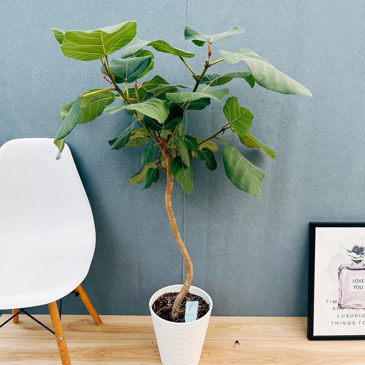 現品］【珍しい】31A フィカス エベレスト 曲がり 7号 観葉植物 室内