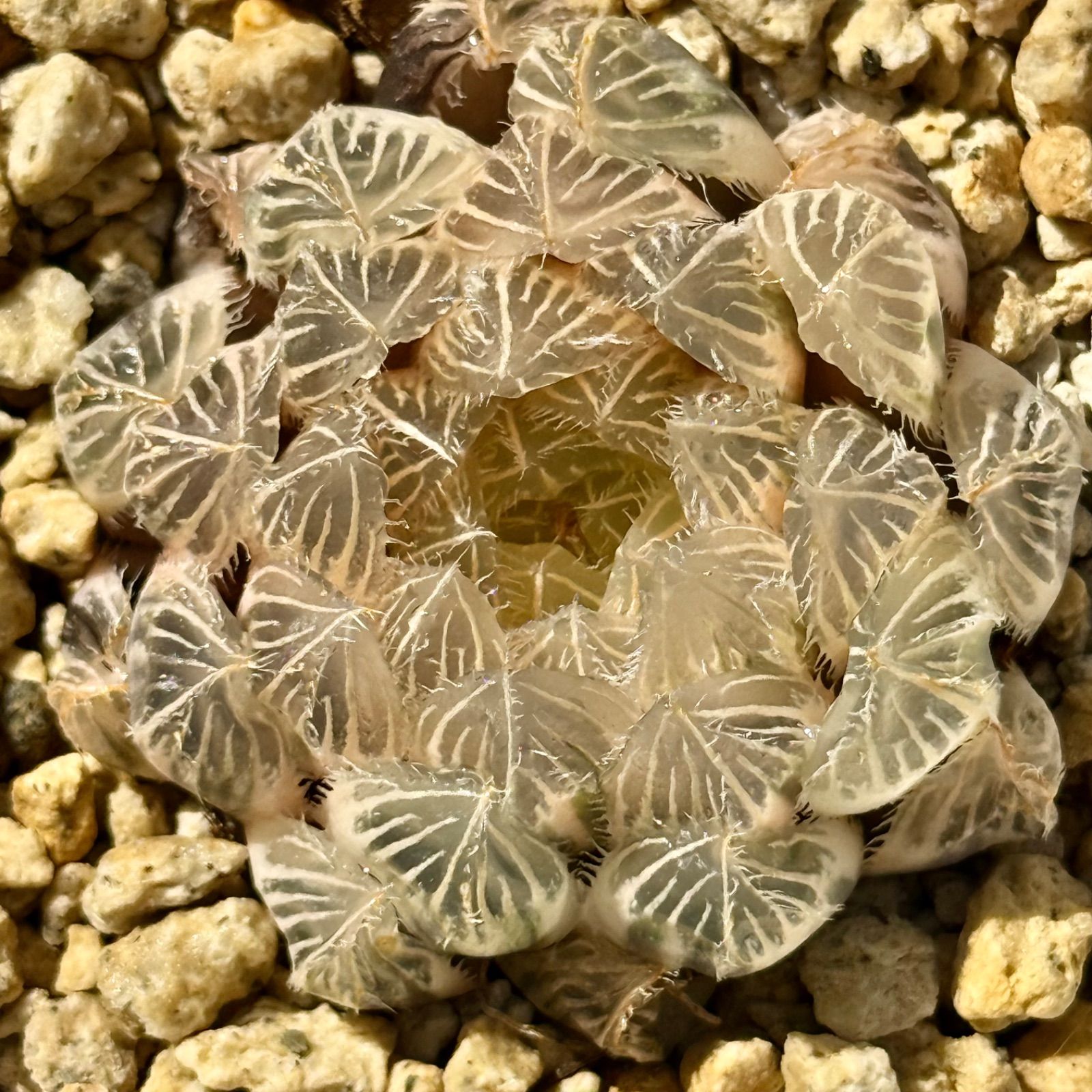 秋祭り オブツーサ錦 糊斑 H 1907