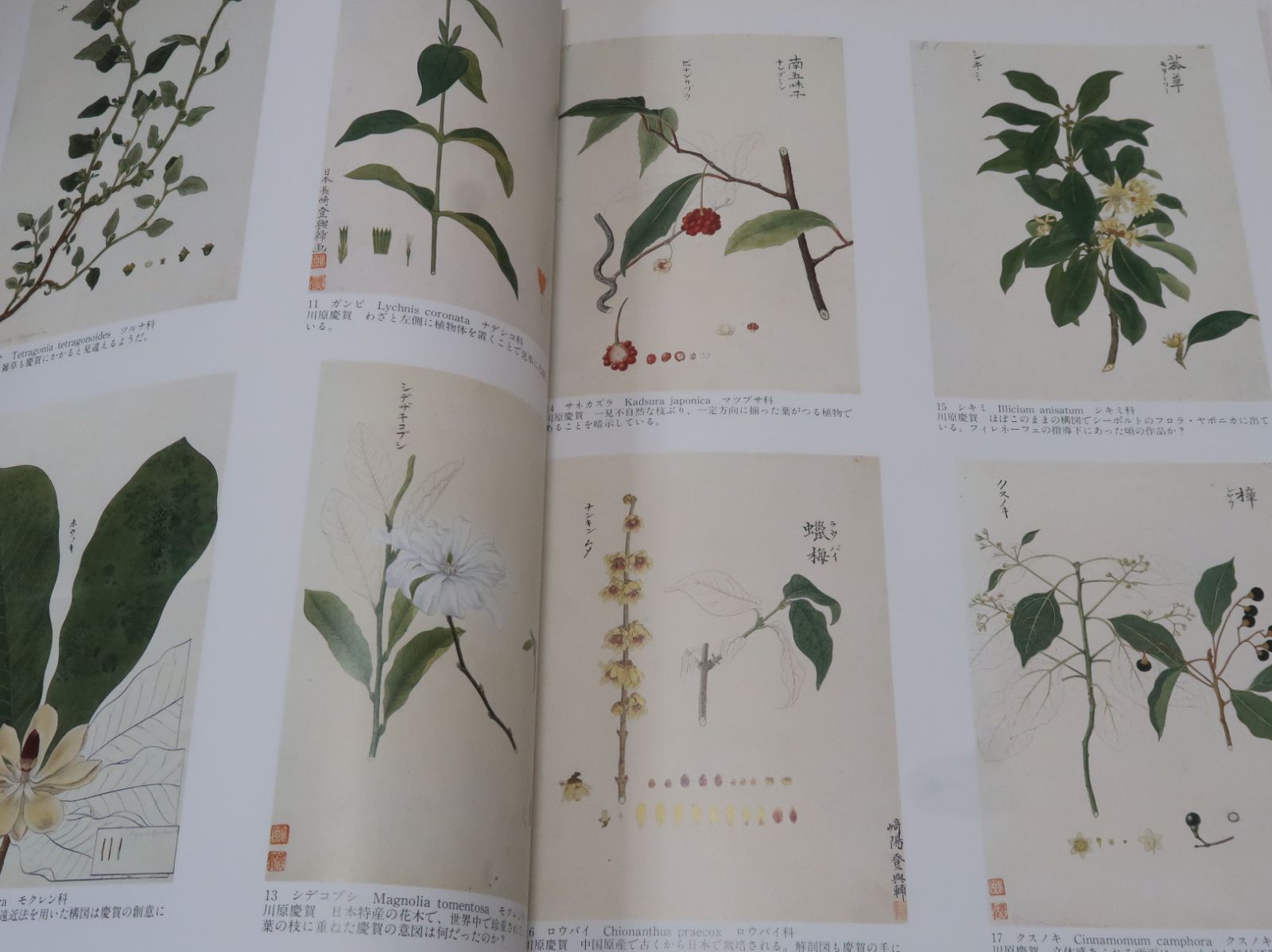 シーボルト旧蔵・日本植物図譜展/170年ぶりに里帰りするこれら江戸時代