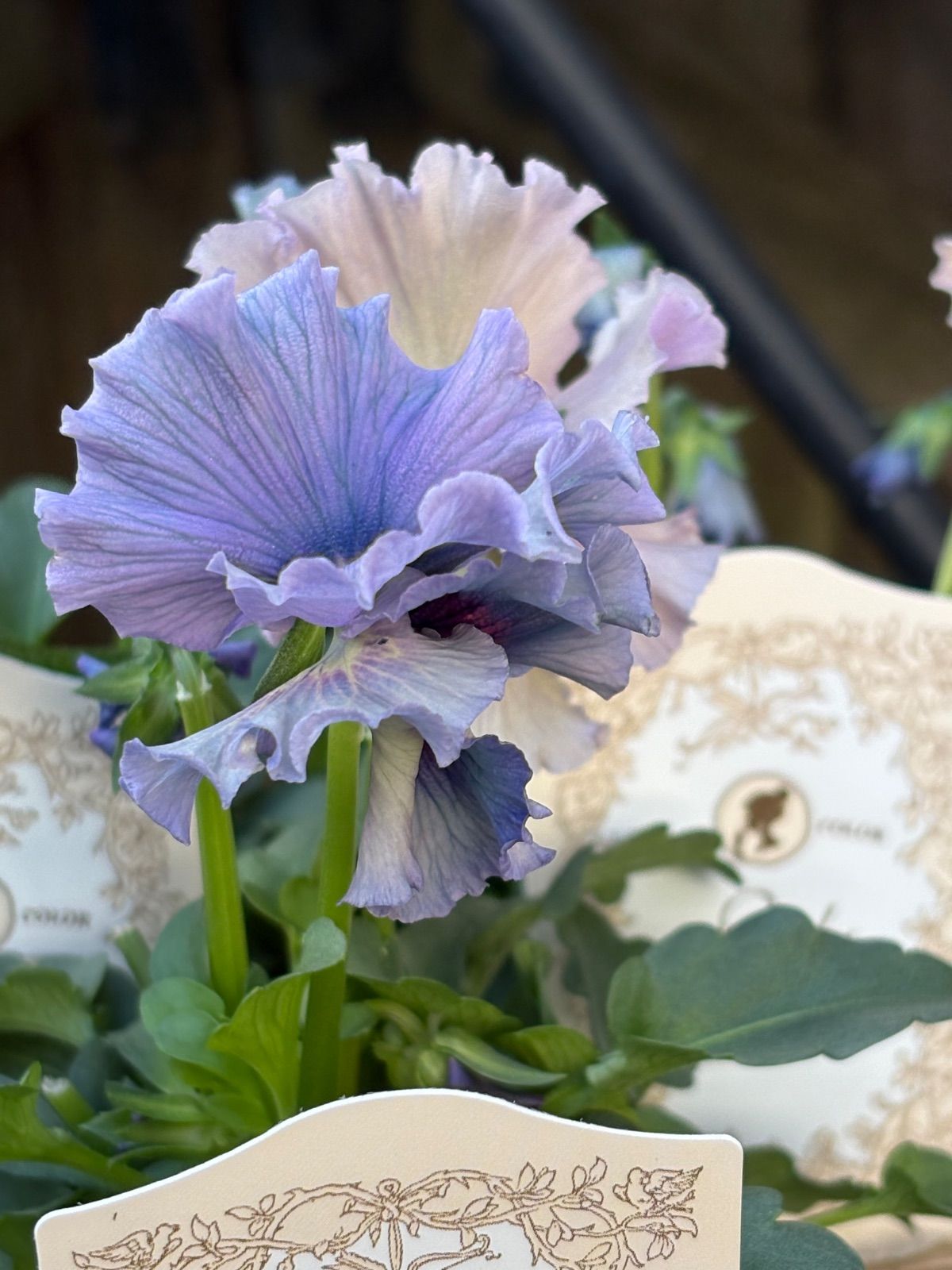 ビオラレディ　b ビオラ レディ 3つ Bセット - メルカリ