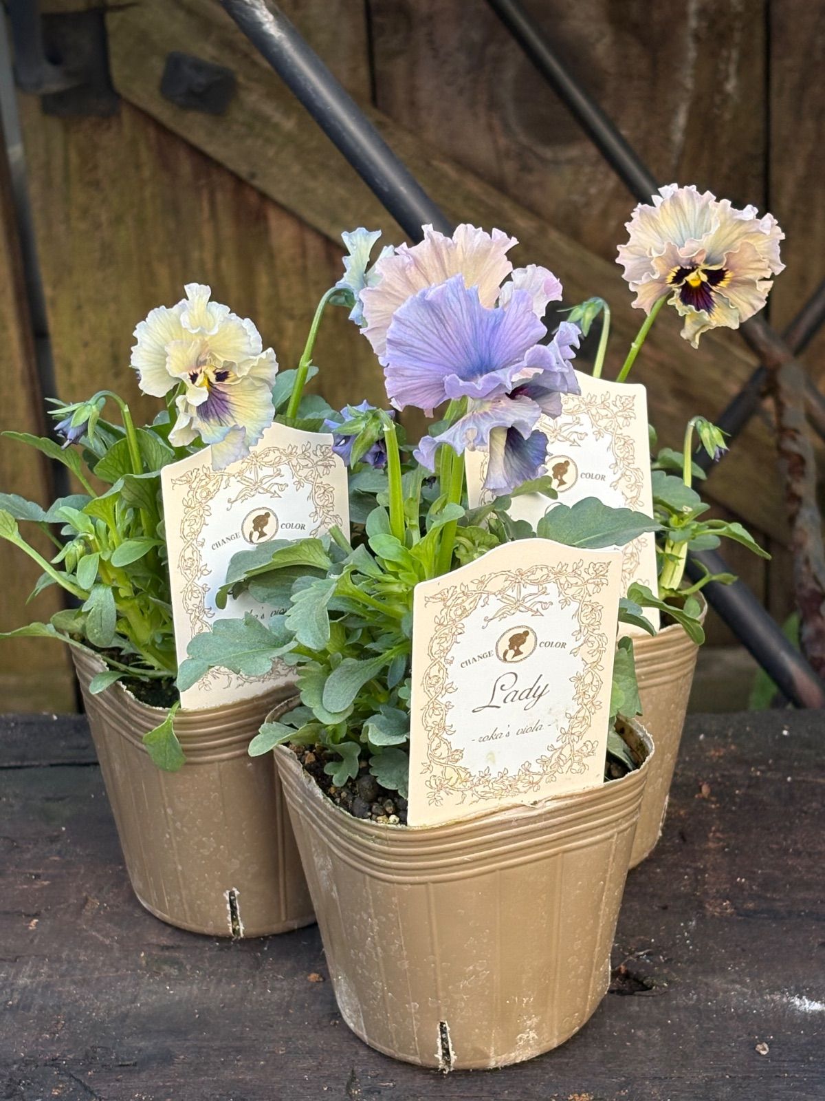 ビオラレディ　b ビオラ レディ 3つ Bセット - メルカリ