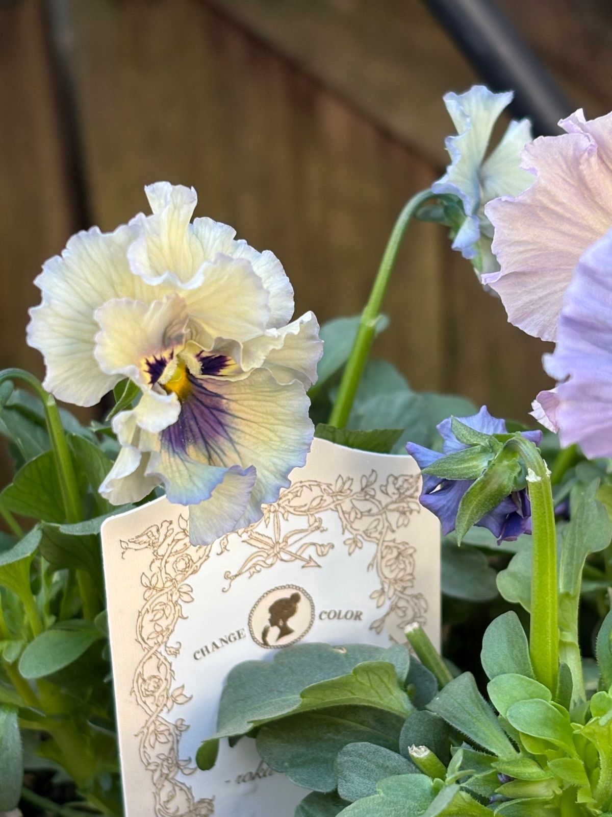 ビオラ レディ 3つ Bセット - メルカリ