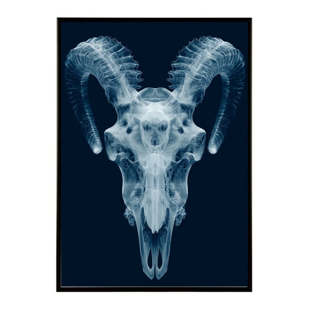 【A4サイズ（約21x30cm）】【lm-poster-5561】【フレーム付き】アートポスター ゴートスカル ヤギ 頭骨 モノトーン 骸骨 デザイン 壁掛け イラスト