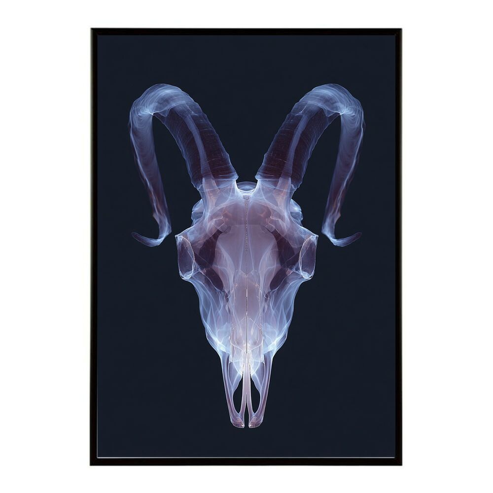 【A0サイズ（約84x119cm）】【lm-poster-5567】【フレーム付き】アートポスター ゴートスカル ヤギ 頭骨 モノトーン 骸骨 デザイン 壁掛け イラスト