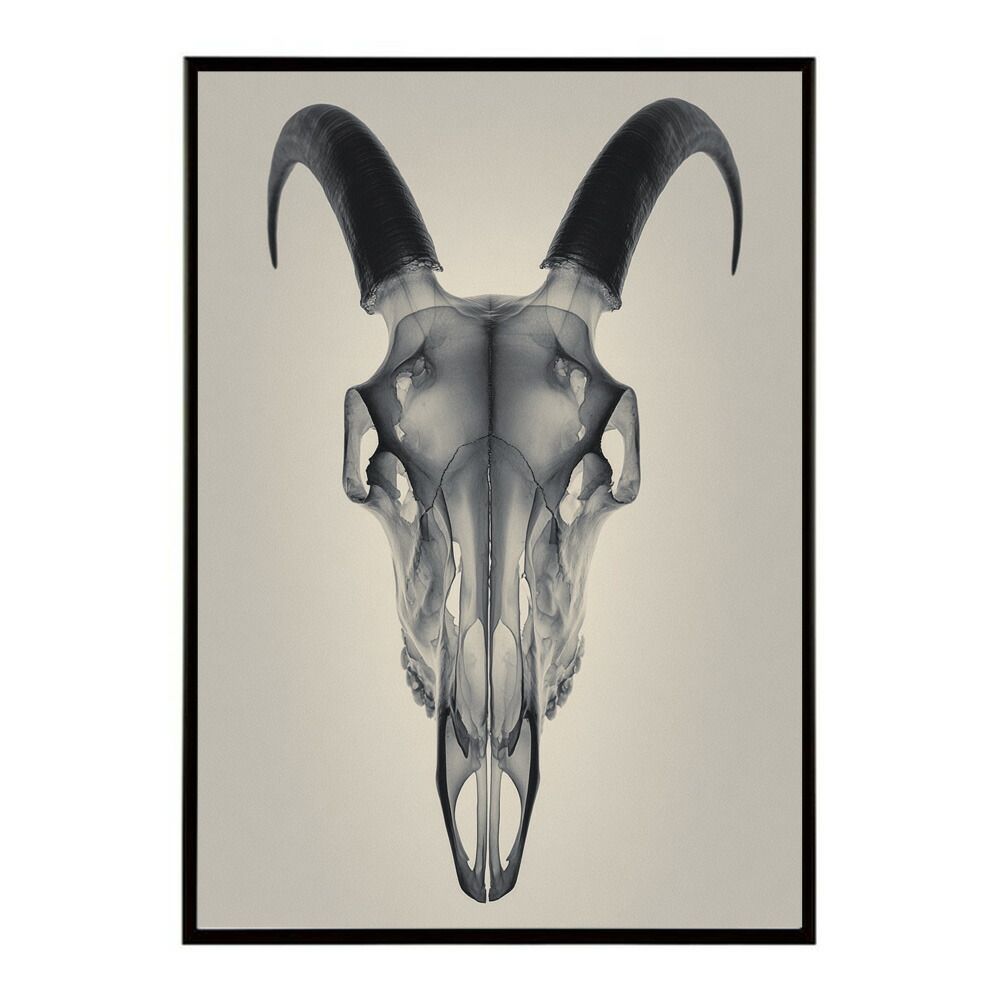 【B1サイズ（約73x103cm）】【lm-poster-5587】【フレーム付き】アートポスター ゴートスカル ヤギ 頭骨 モノトーン 骸骨 デザイン 壁掛け イラスト