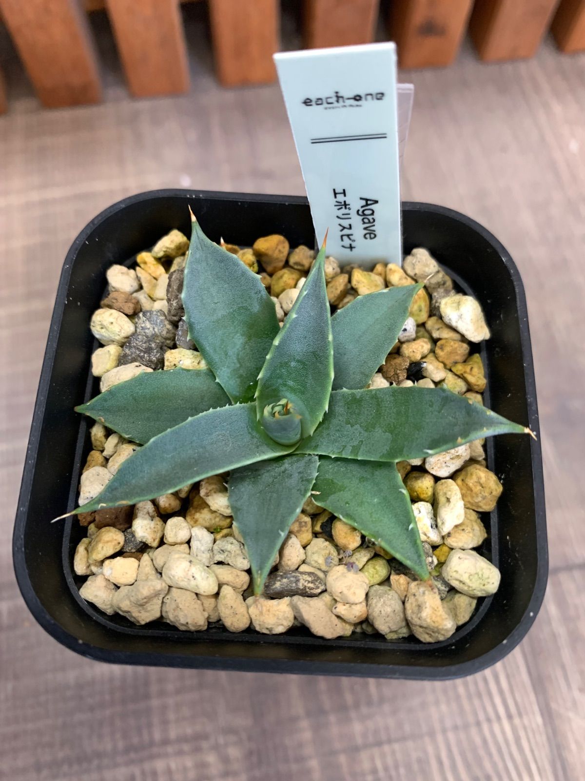 dada　アガベ　エボリスピナ　2点まとめ　鉢ごと dada アガベ エボリスピナ 2点まとめ 鉢ごと dada アガベ エボリスピナ