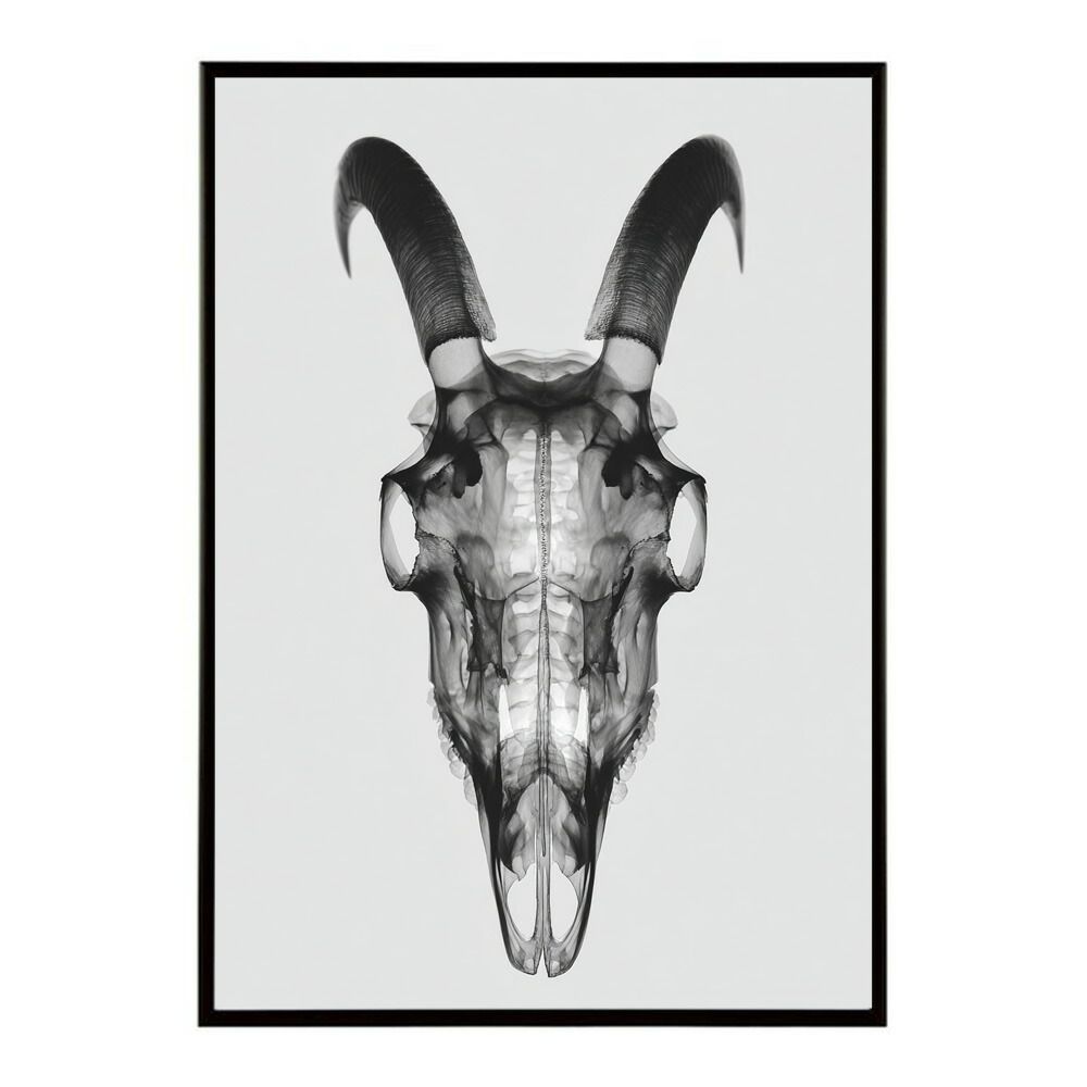 【A1サイズ（約59x84cm）】【lm-poster-5609】【フレーム付き】アートポスター ゴートスカル ヤギ 頭骨 モノトーン 骸骨 デザイン 壁掛け イラスト