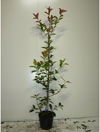 対応 苗 苗木 10本セット レッドロビン 樹高0 8 m前後 15 cmポット ベニカナメモチ ベニカナメ れっどろびん 垣根 生垣用 生垣 植木 庭木 生け垣 kc 10本 10