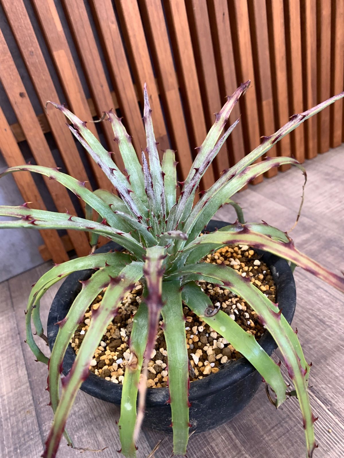 ヘクチア レピドフィラ ディッキア