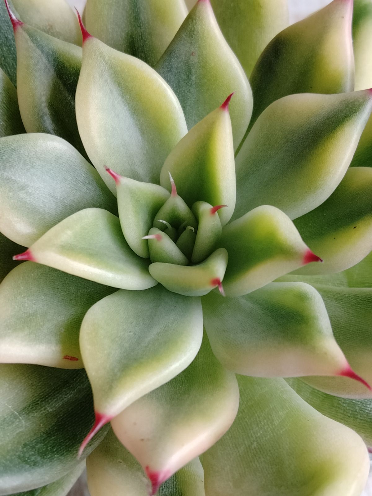 多肉植物 速達付き ブラックチップス錦 - メルカリ