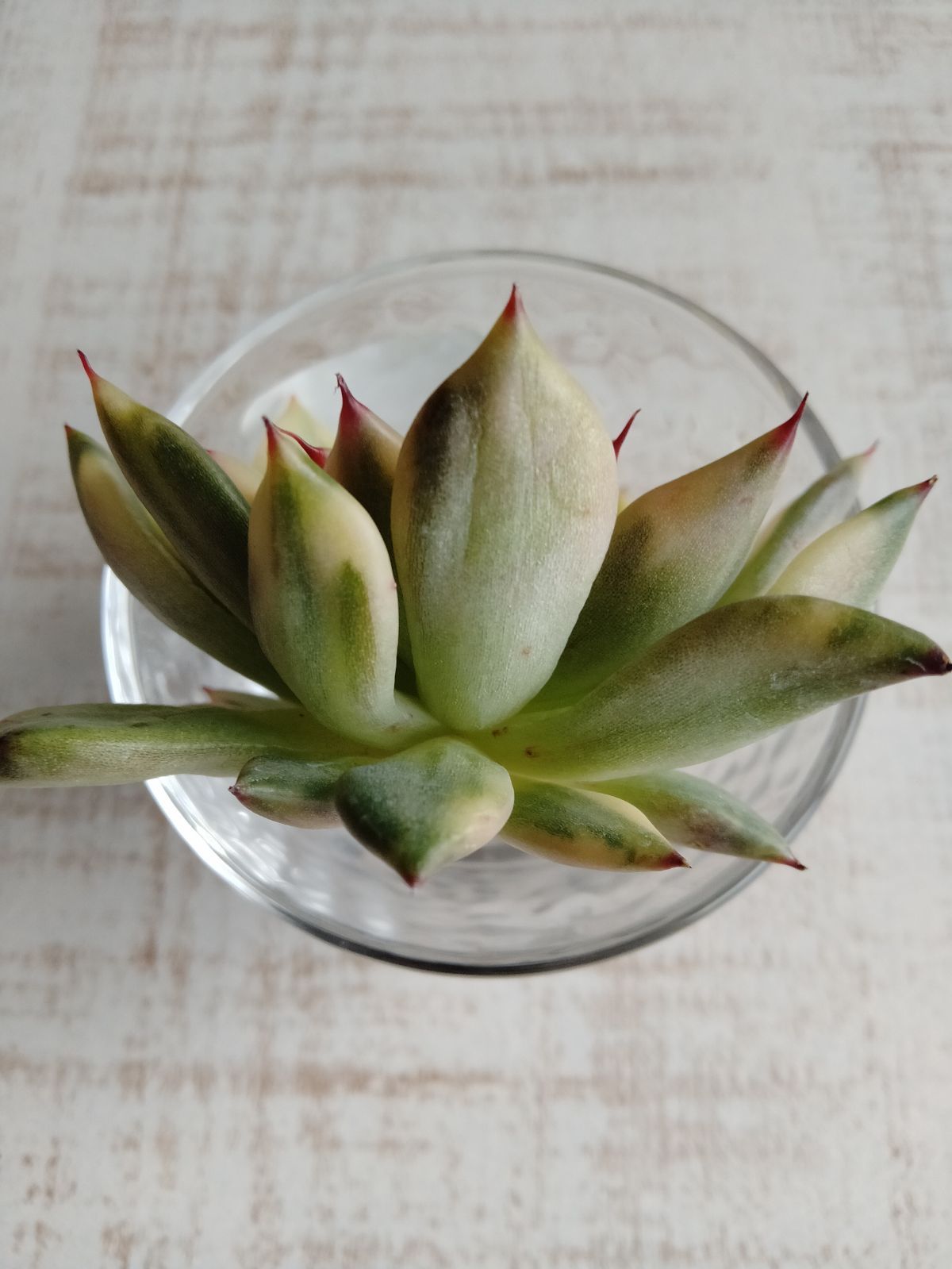 多肉植物 速達付き ブラックチップス錦 - メルカリ