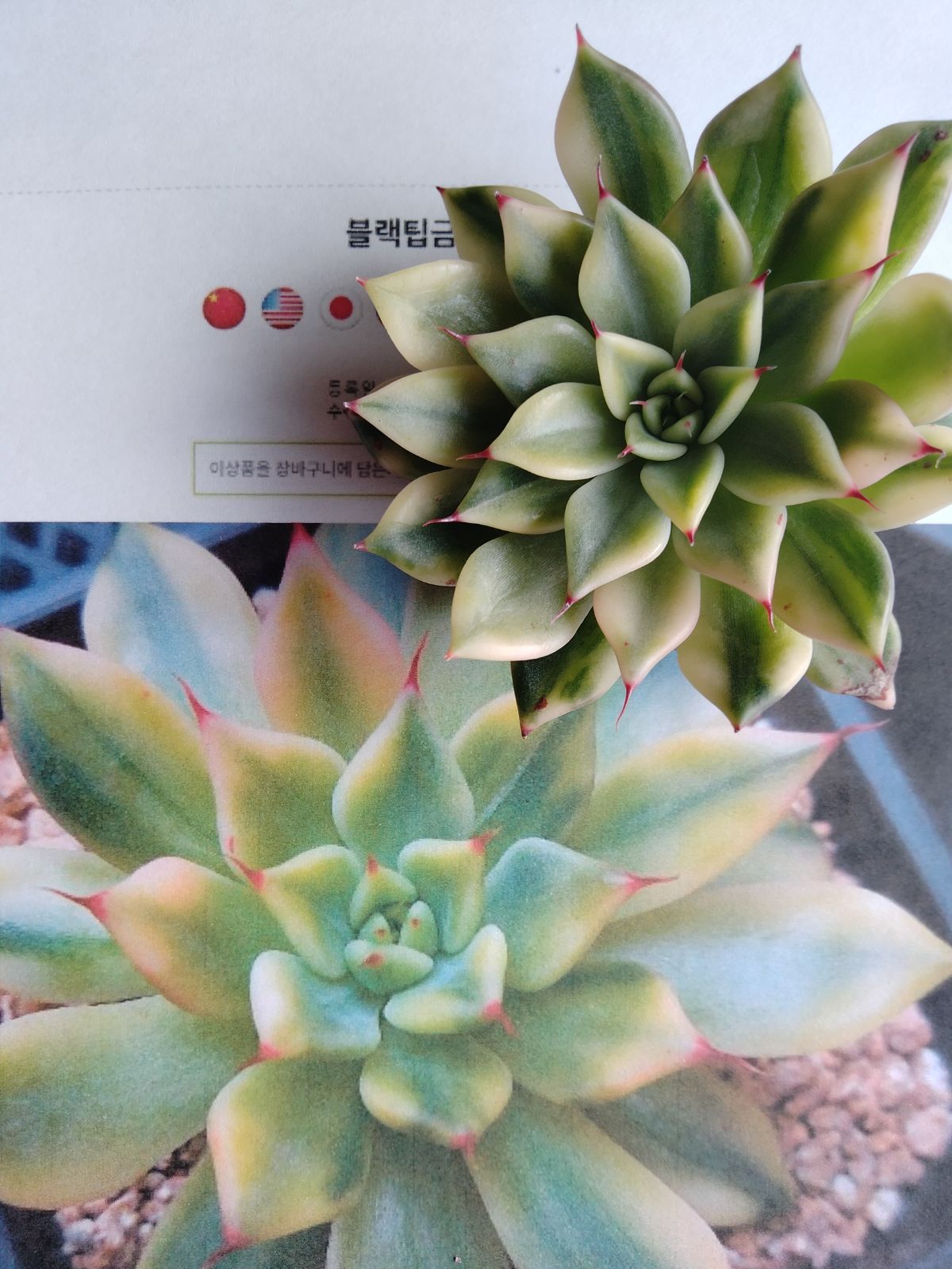 多肉植物 速達付き ブラックチップス錦 - メルカリ