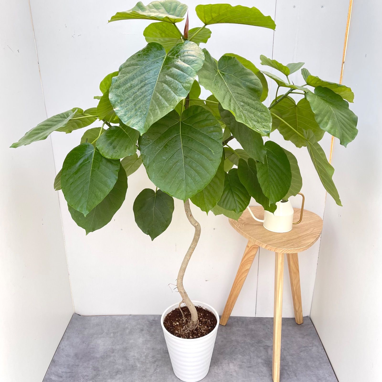 フィカス ウンベラータ 曲がり 15【現品】観葉植物 室内 大型 - メルカリ