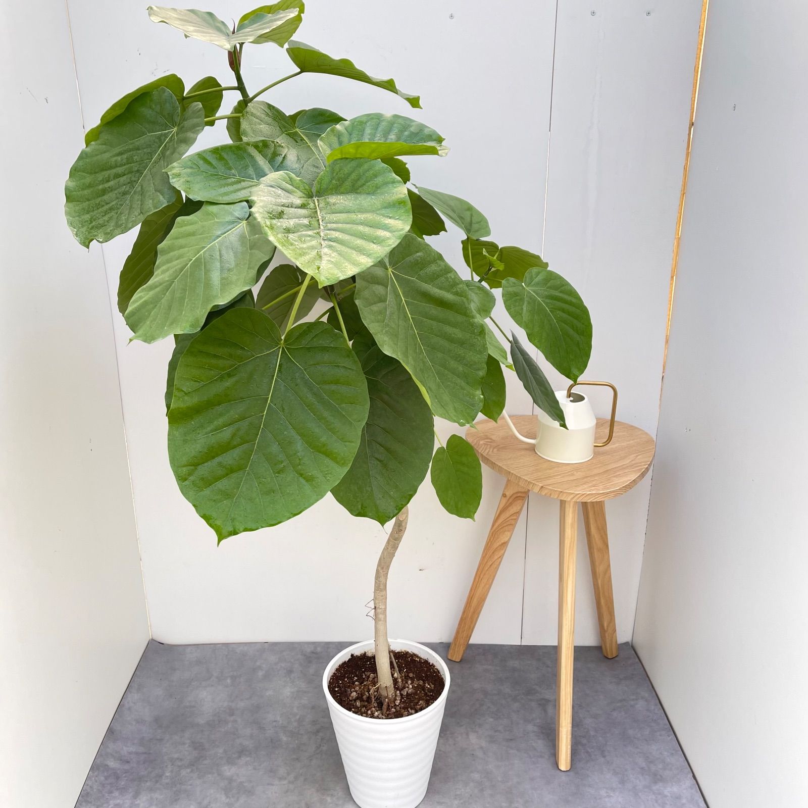 フィカス ウンベラータ曲がり仕立て 綺麗観葉植物 約156cm 観葉植物 フィカス ウンベラータ 曲がり 15【現品】観葉植物 室内 大型